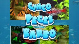 🐟 TOP 5: CINCO PECES BARBO para t&uacute; Acuario  🐠🌿 #Barbos #peces #acuarios