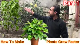 How To Make Plants Grow Faster |Creative information For All | #plants #gardening #creative #vlog