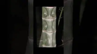Moso bamboo P edulis 毛竹 extra distorted culm growth form in Wangjianglou Bamboo Park, Chengdu, China