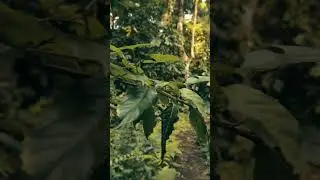 Nature Cinematic Video Editing&hearts;️💐😚💥#natureedit#youtubeshorts#viralshorts#ytshorts
