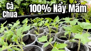 Cách Ươm Hạt Cà Chua Nẩy Mầm 100% Và Cách Lấy Hạt Cà Chua làm Giống 
