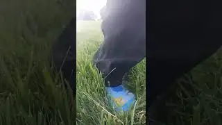 Google Maps Socks on the Grass #googlemap #shorts #usethissound #localguide