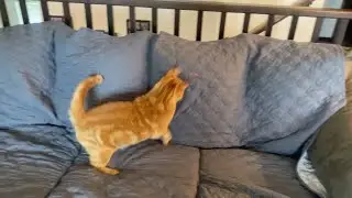 Annikan the cat chasing red laser dot