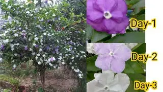Yesterday Today Tomorrow Plant Care And Fertilizer /How To Care Yesterday Today Tomorrow Plant