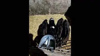 MiID JANUARY 2016 DAIRY FARM LIFE