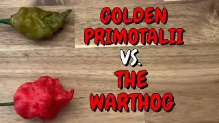 The NEW HOTTEST POD?! Golden Primotalii VS. Warthog!  By C. Hollingsworth + M. Arthur! SEARING HOT!