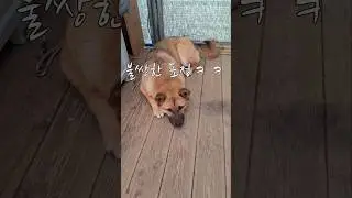 쫑아 밥먹자