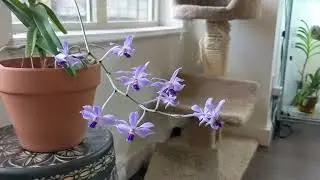 Vanda coerulescens