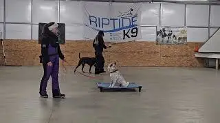 Banks on leash obedience training 1-29-26