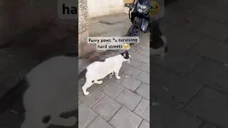These Cats of Mumbai Deserve Better 🥹 #survival #cat
