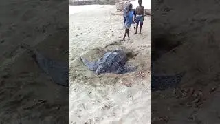 Nesting Giant Leatherback Sea Turtle on Great Courland Bay Tobago ( daytime) nesting.