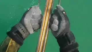 Spearfishing CT + RI 2022