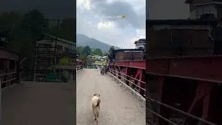 Old manali bridge! #nature #findyourpeace #ytshorts #oldmanali #bridge #destruction #jcb #ytviral