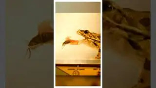 Лягушка и её язык!