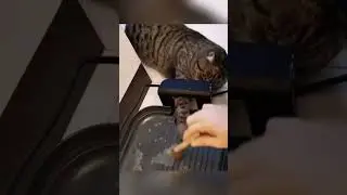 Funny Cat Videos 🫨#fyp #funny #cat #funnyvideos #funnyanimals #foryou #memes #dailyfunnyvideos