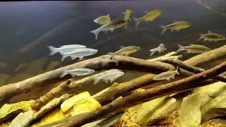 I've Confirmed The Species of Shiners in My Native Tank