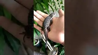 My Pregnant Mama #pet #reptile #lizard