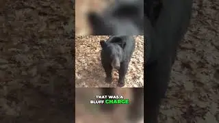Discover the Gentle Side of Wildlife: Shocking Bear Encounter Caught on Camera