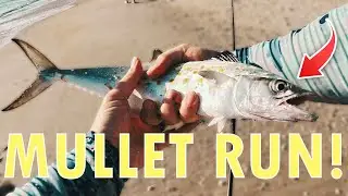 Florida Mullet Run Begins! Insane Light Tackle Fishing