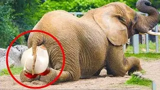 Crazy Ways Animals Give Birth