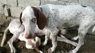 Baby jack and Maxx || my Germon short hair dog || sheno