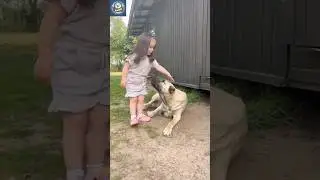 Kangal Dog Power &ndash; The World&rsquo;s Strongest Guardian