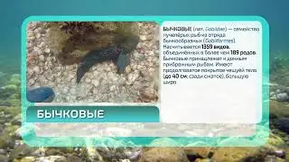 Рыбы Каспийского моря.  Бычковые.
