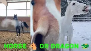 Horse or Dragon? 🐴🐲 Best snorts of TikTok!