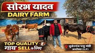 🐄 Top Quality गाय Sell के लिए | सौरभ यादव Dairy Farm | जुबेरगंज पशु मंडी अयोध्या 🔥