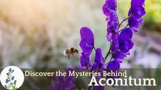 Deadly Beauty: Aconitum, the Poisonous Plant Unveiled