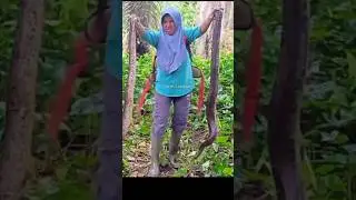 pelepasan induk ular python ke 4 & ke 5 ke habitat asalnya #snake #ularbesar