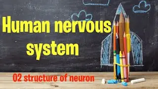 Human nervous system -02 structure of neuron#nervoussystem #neuron #structureofneuron