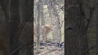Whitetail Buck Passing Thru In the Woods! #nature #wildlife #bucks