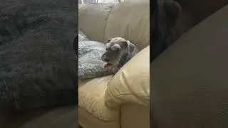 Harper's first time hearing Johnny Cash sing 