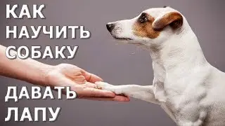 Как научить собаку давать лапу