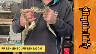 Eastern (Coastal) Carpet Python | Reptile Life Geelong