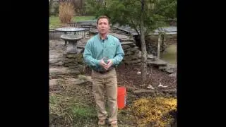 Natural Weed & Feed: Corn Gluten How To
