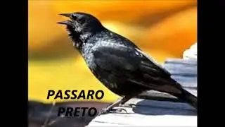 PASSARO PRETO-CANTO CLASSICO