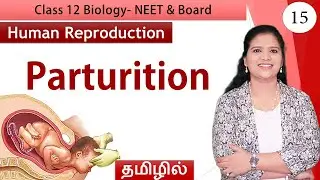 Parturition | Human Reproduction  | Class 12 Biology (தமிழ்)