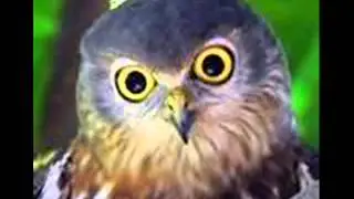 owl - sound effect