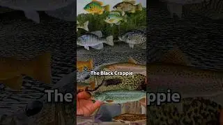 Part 1: Catching Every Fish in Ontario (Black Crappie)
