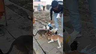Daily Dogs Food Seva | Day 139 🐶🥛🍞दूध ब्रेड खिलाकर की गई सेवा | Stray Dogs Feeding #straydogs #viral