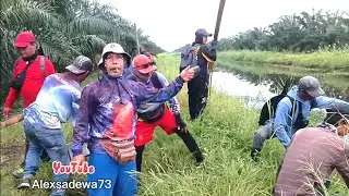 target papuyu/betok monster sebangau (bahaur) menyala🔥abangku.....