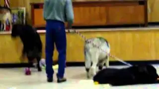 Mission Wolf
