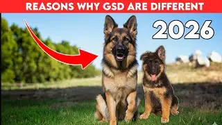 Reasons why German Shepherd Are Different : Why german shepherd are different from other dogs