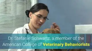 Discover in 4 minutes Why do dogs shake their bodies