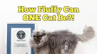 Remember This Fluffy Cat? The Legendary Tale of Colonel Meow