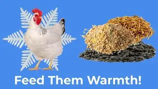 Winter Treats for Chickens: Keep Your Flock Warm and Healthy!