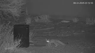 Gray fox and bats