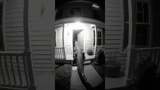Brave Cat Protects Home from Alligator &ndash; Caught on CCTV! #cctv